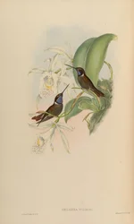Coeligena wilsoni